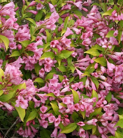 Weigela Snippet Lime®